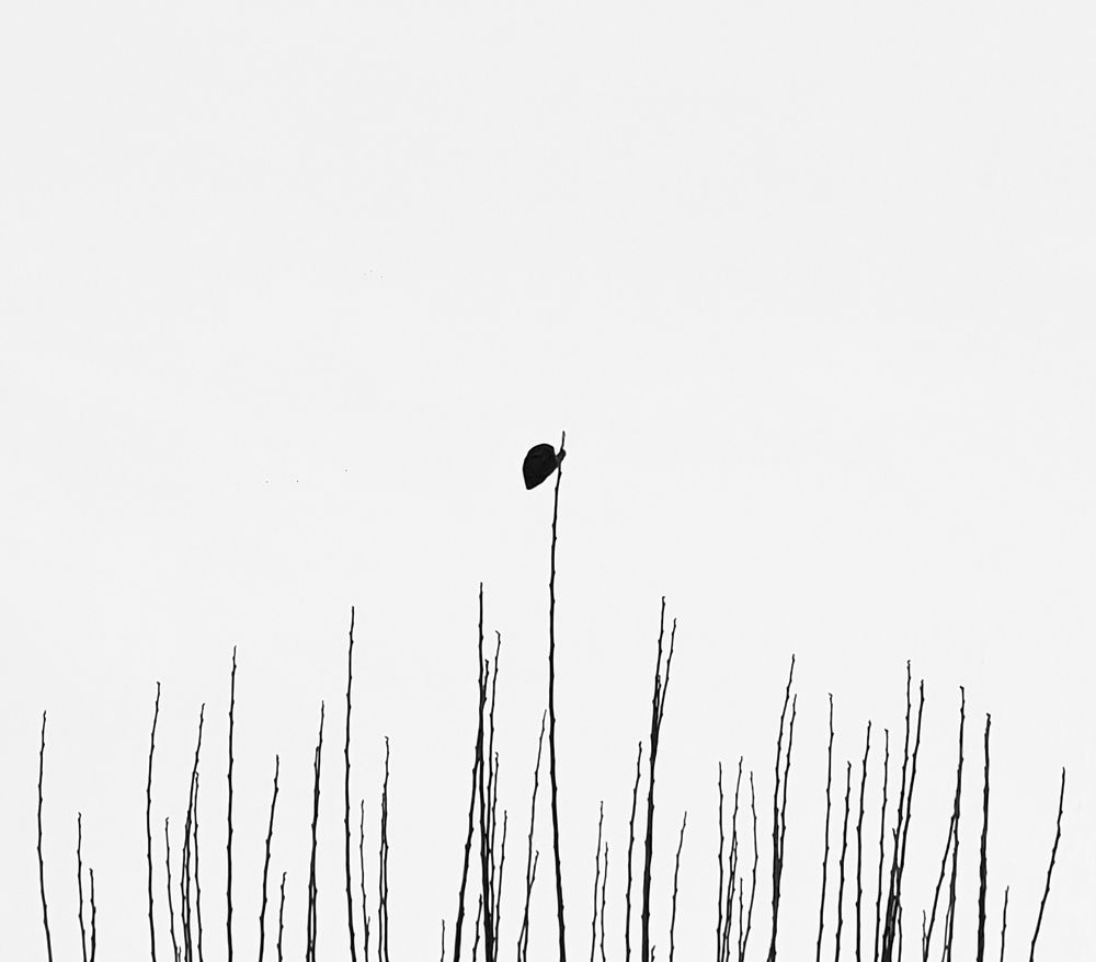 Фотография автора Mohammad Mohseni