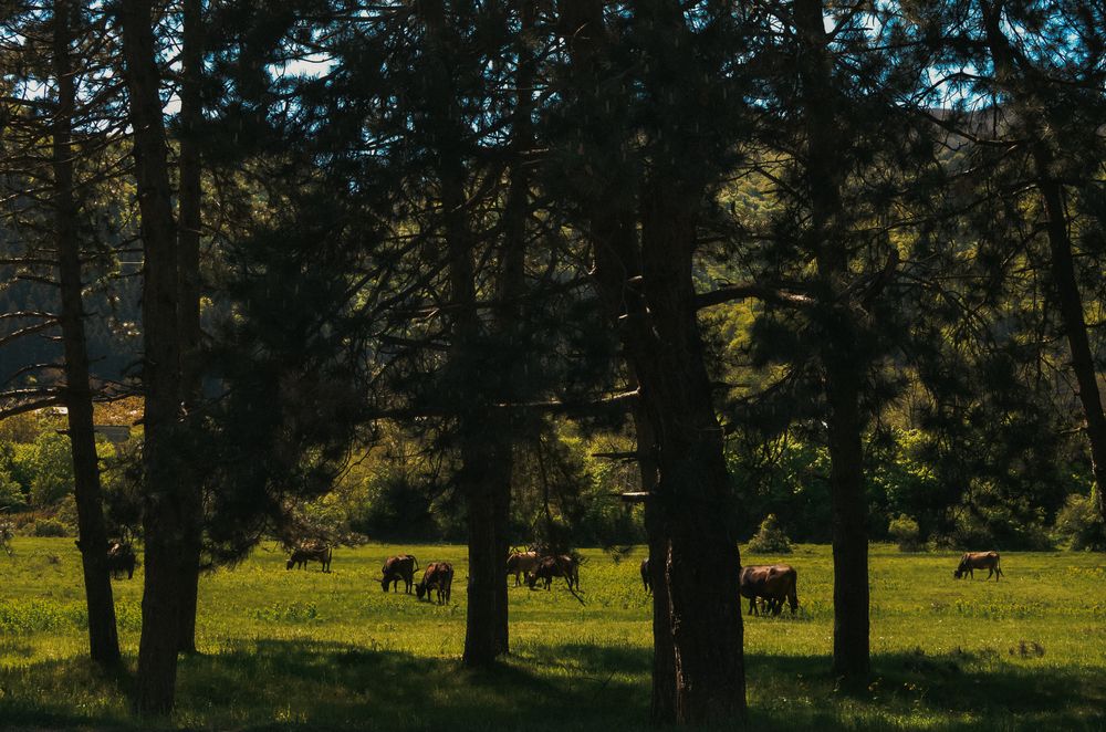 Photograph by Vladlena Sigal