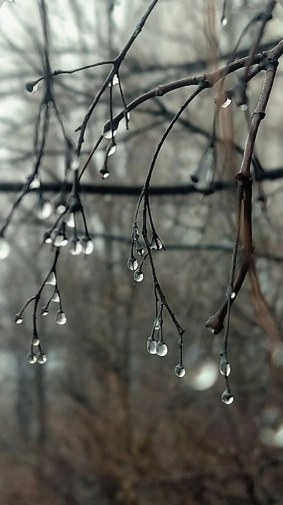 Слёзы января