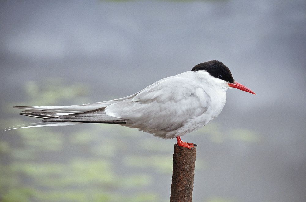 Photograph by Соколова Елена