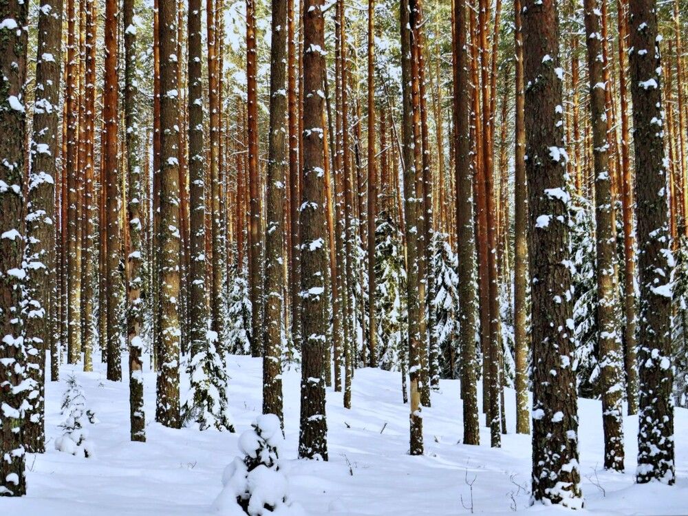 Photograph by Ольга Митрофанова