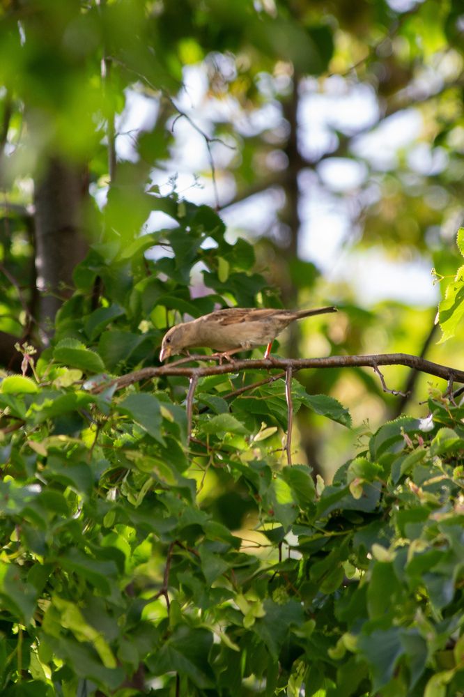 Фотография автора Кирилл Бражников
