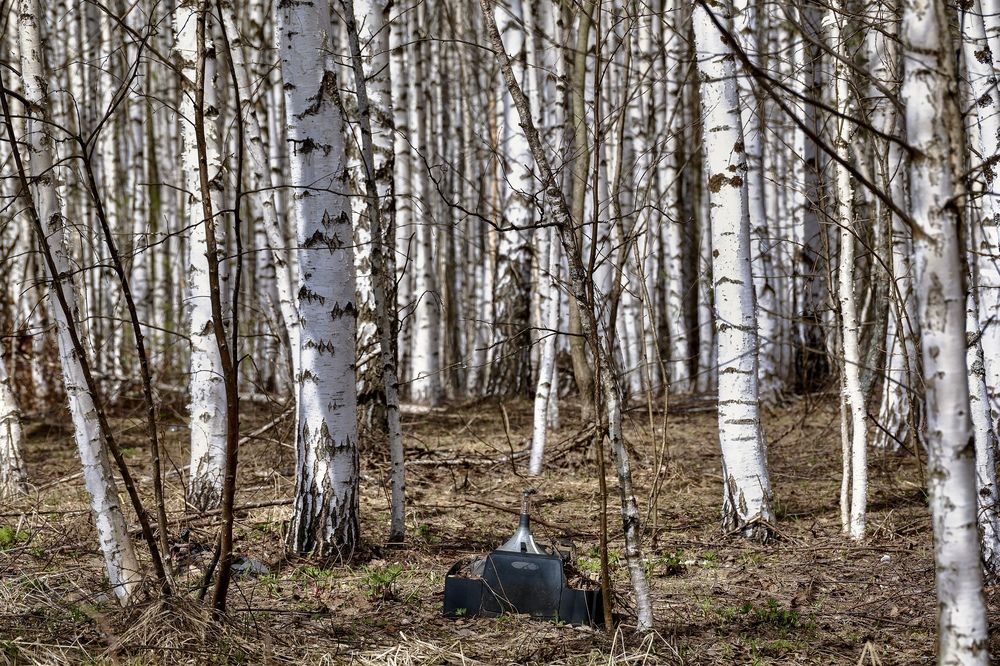 Экран в лес