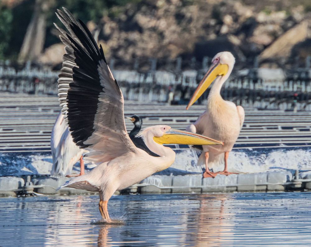 Photograph by Валентина Лопаткина