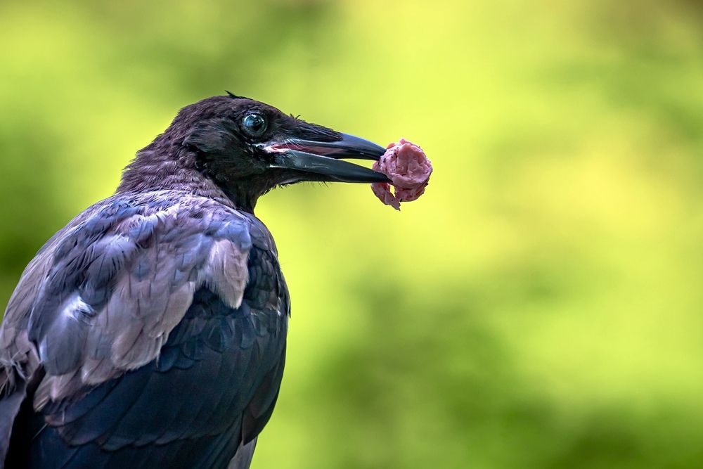 Фотография автора Helena Ivanova