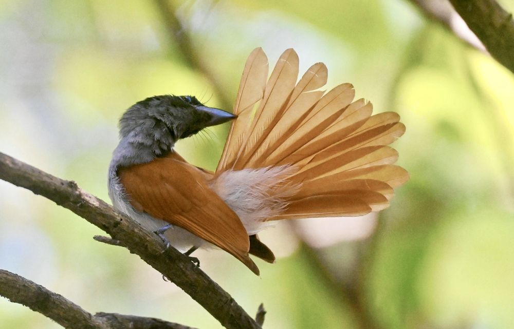 Indian Paradise Flycatcher