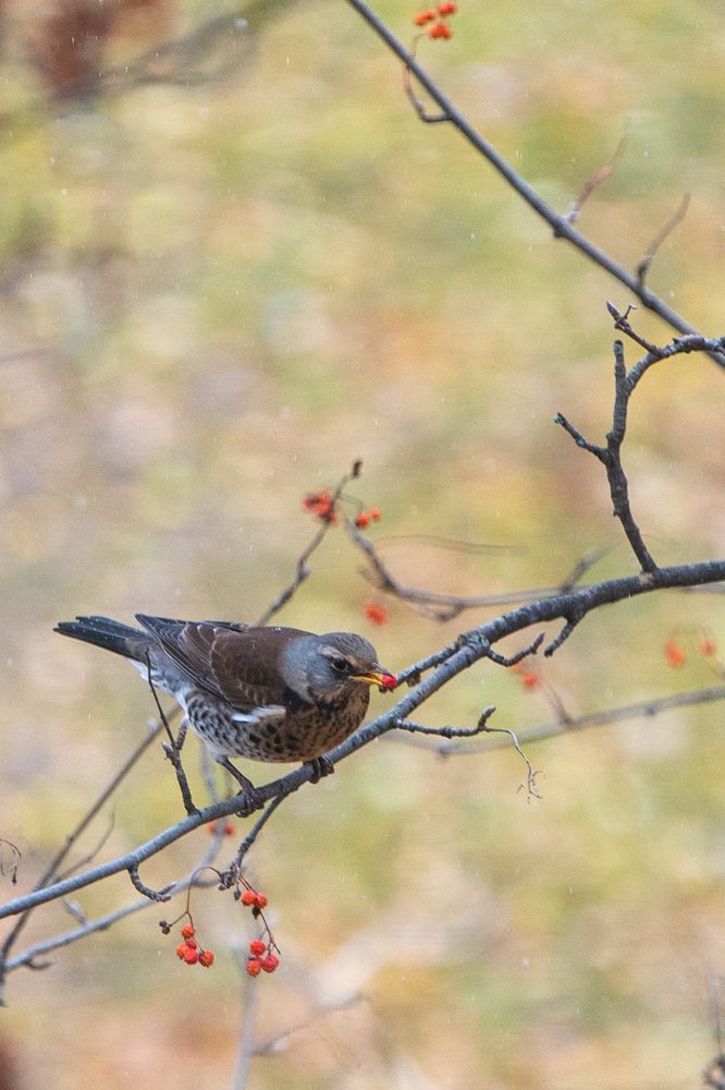 Фотография автора Олег Капуста