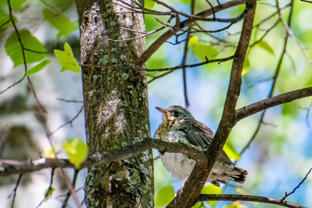 Фотография автора Олег Капуста
