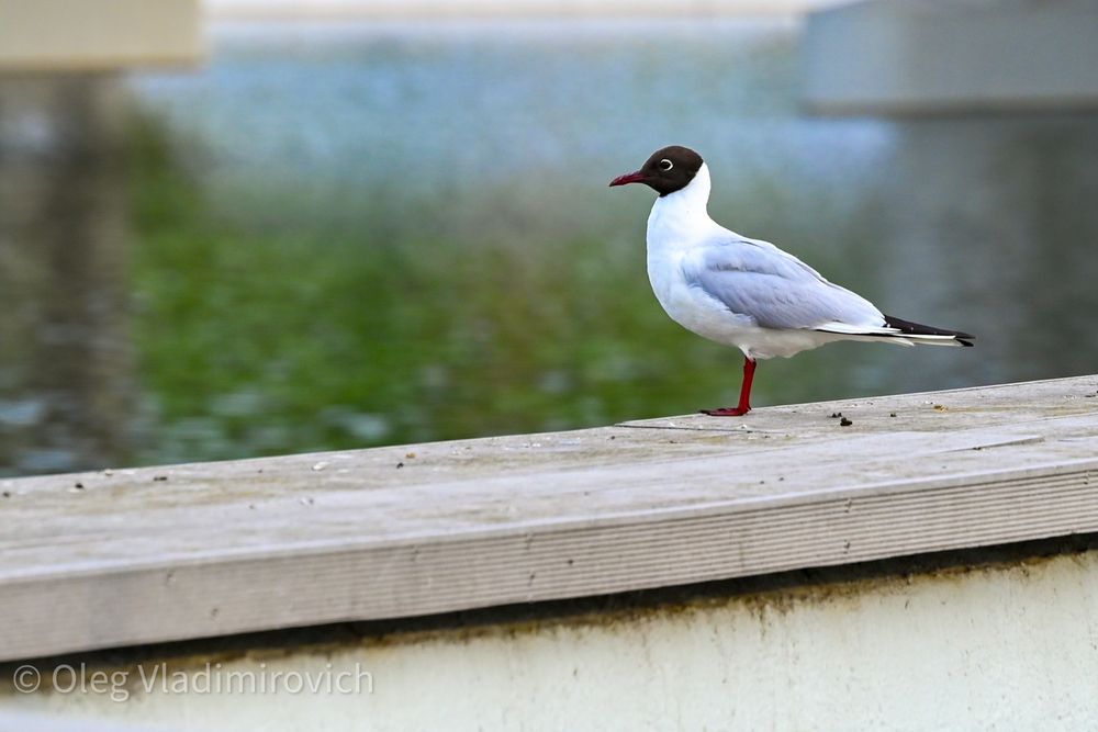 Фотография автора Олег Капуста