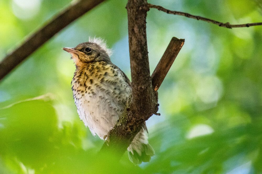 Фотография автора Олег Капуста