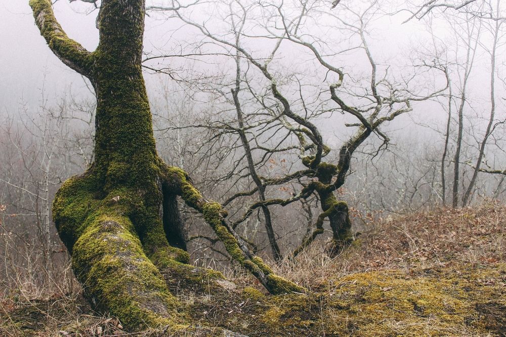 Photograph by Анастасия Лидяева