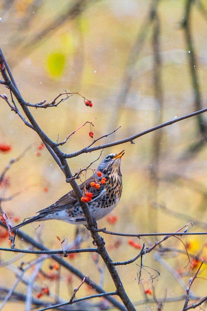 Фотография автора Олег Капуста