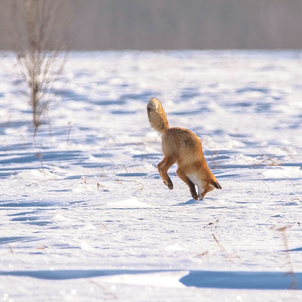 Трудное мышкование