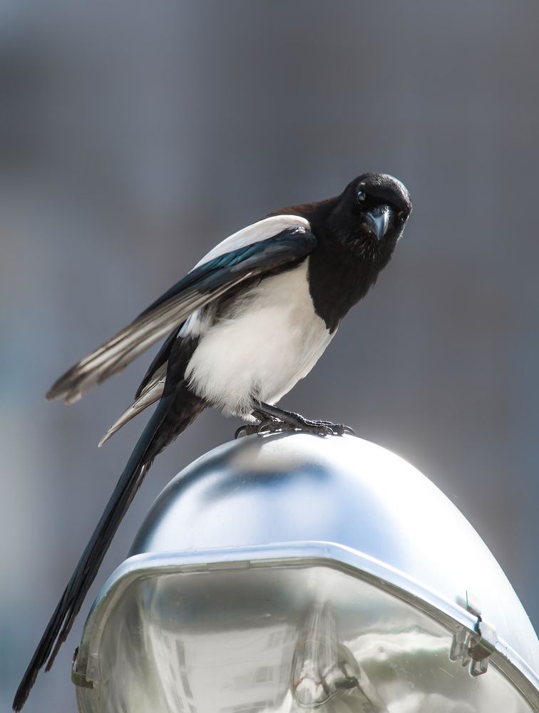 Фотография автора Lozhkin Vyacheslav