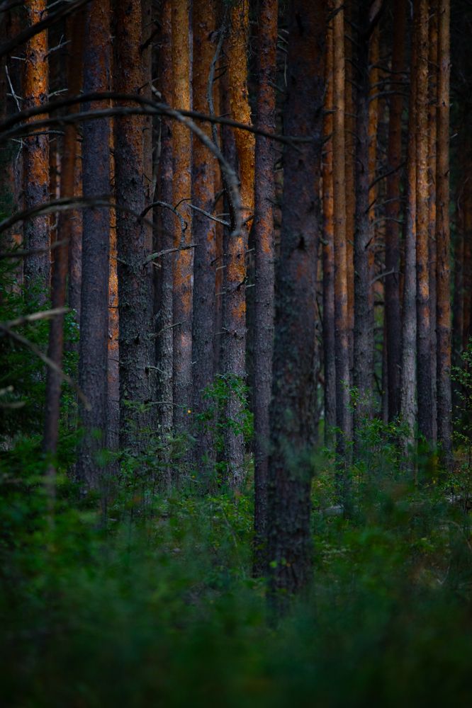 Photograph by Evgenia Loskutova