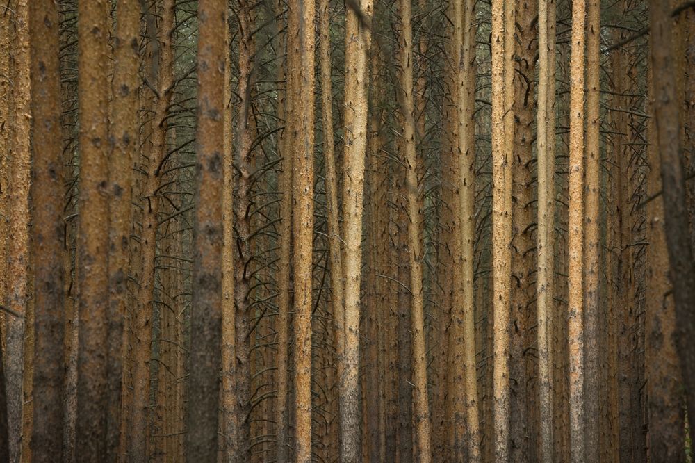 Photograph by Pavel Rebruk