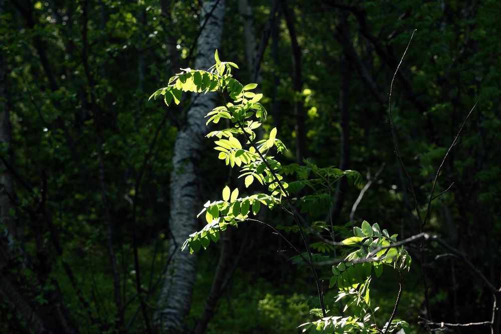 Фотография автора Коваленко Елена
