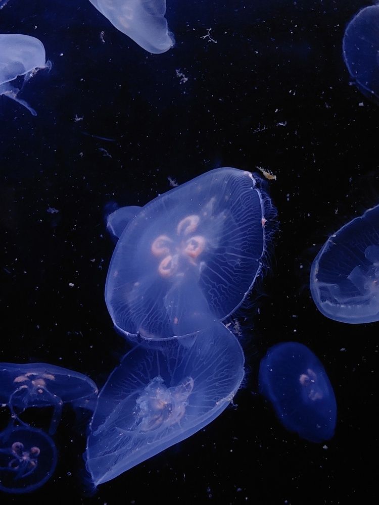 Photograph by Юлия Гусарова