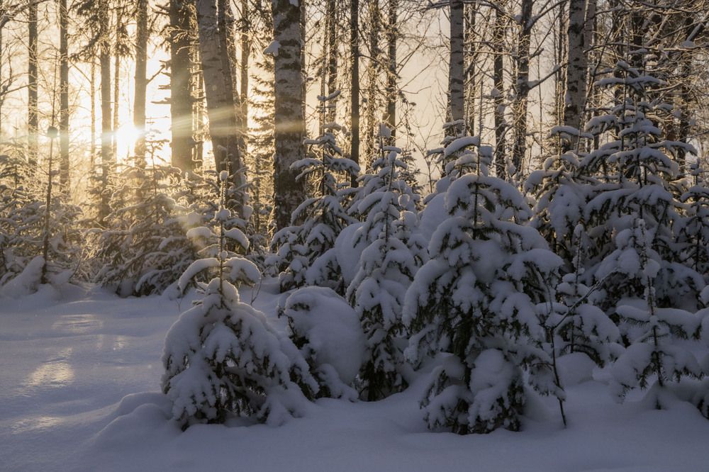 Photograph by Елена Перминова