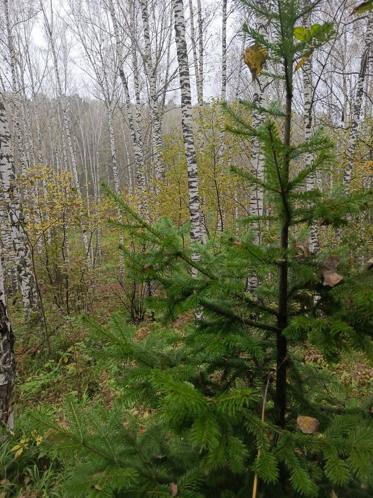 Фотография автора Ольга Петрова