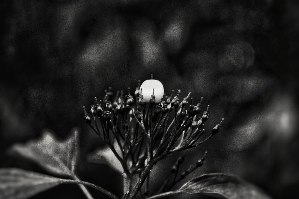 Photograph by Дайана