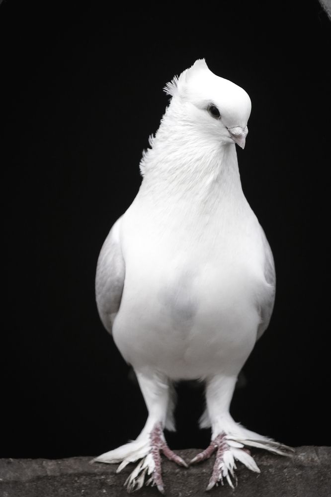 Photograph by Елена Болдырева