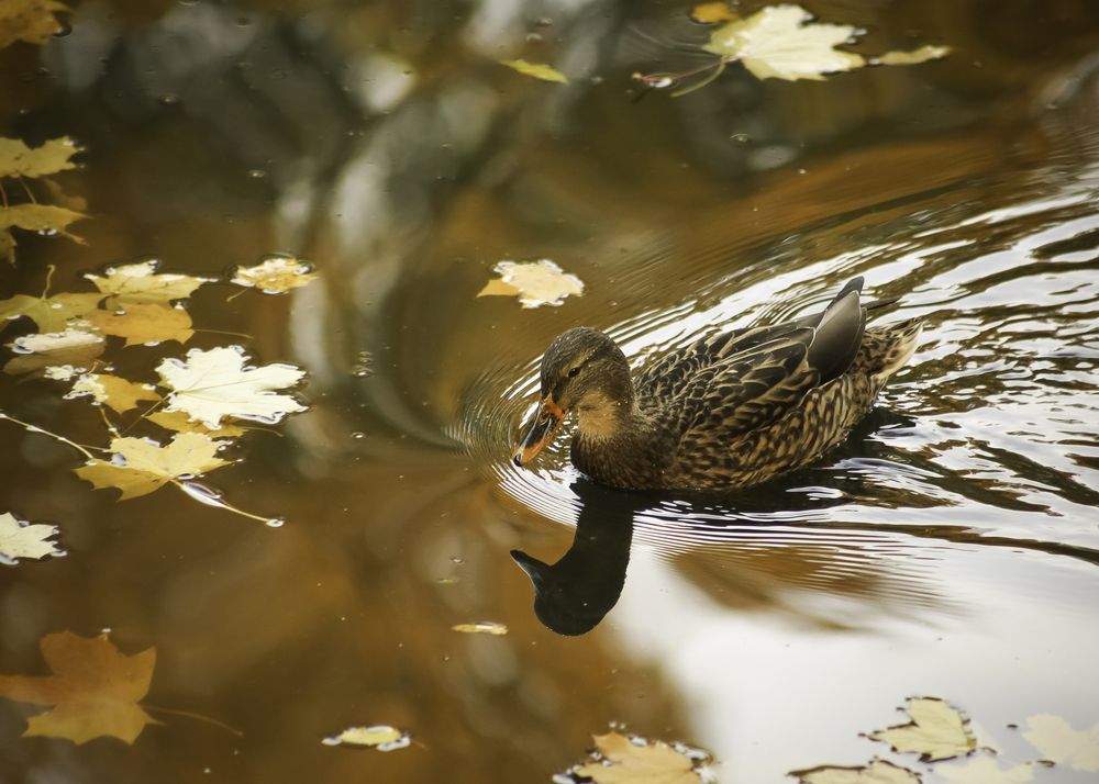 Photograph by Елена Болдырева