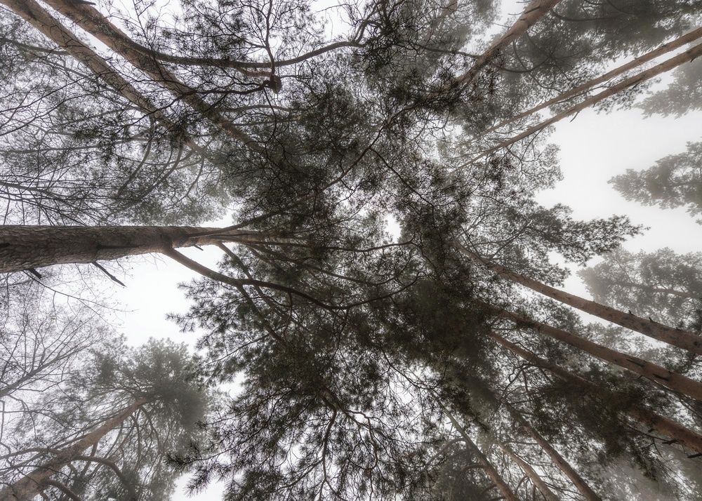 Photograph by Алексей Новиков