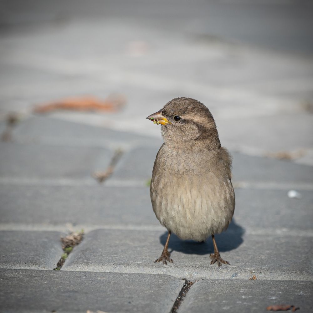 Фотография автора NIKOLAY KALININ