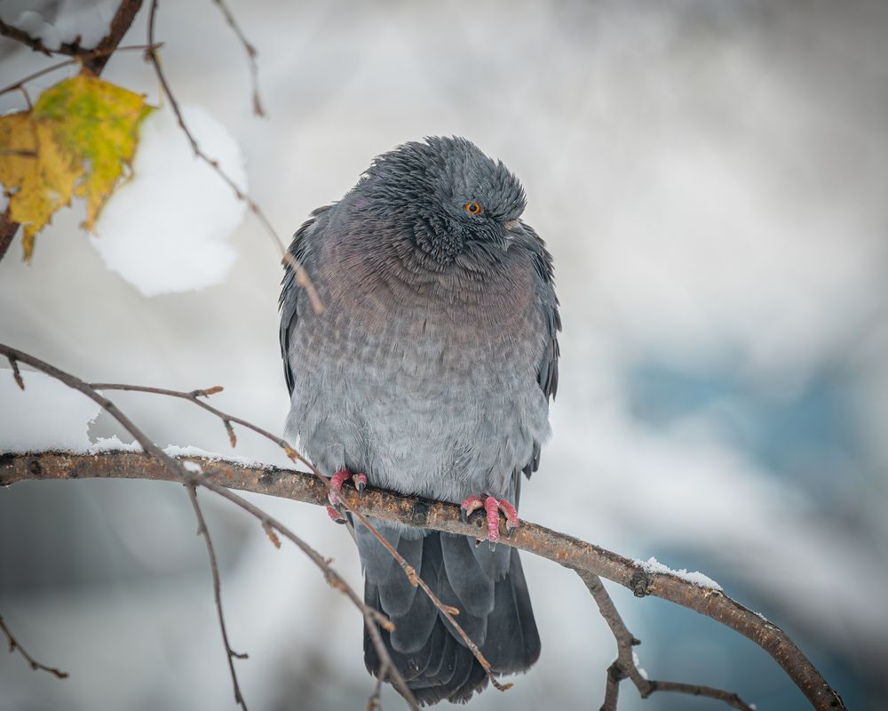 Фотография автора NIKOLAY KALININ