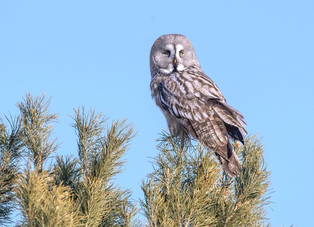 Охотничьи будни.