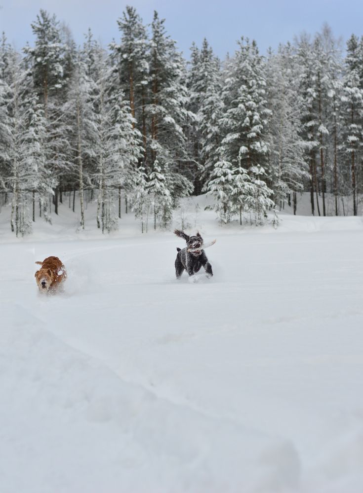 Фотография автора Гаврилова Мария