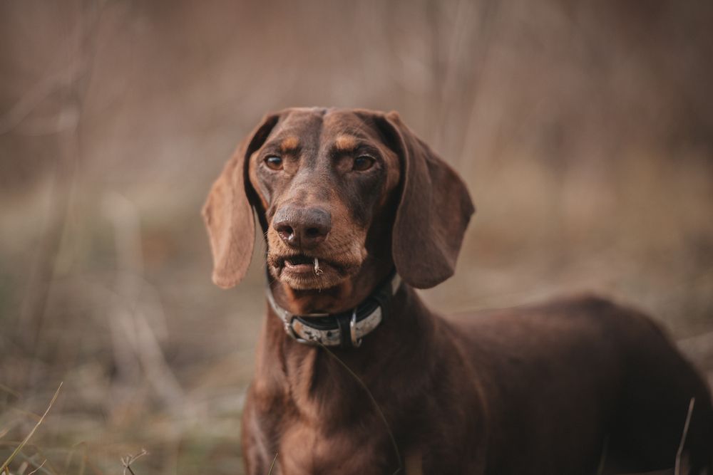 Фотография автора Ольга Тенилова