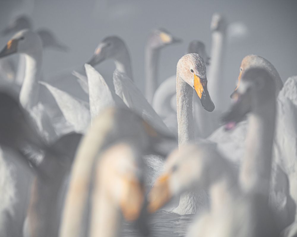 Фотография автора NIKOLAY KALININ