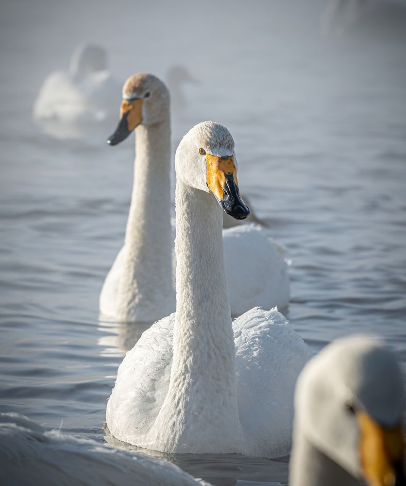 Фотография автора NIKOLAY KALININ