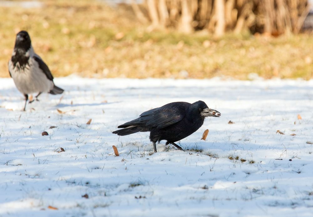 Photograph by Марина Ватанская