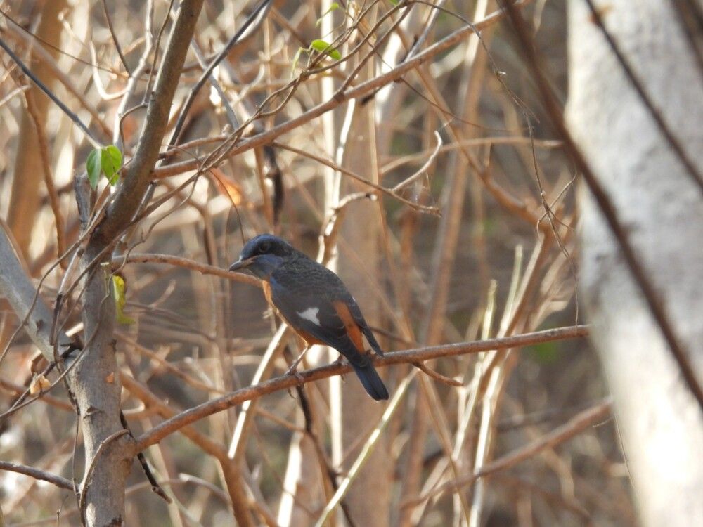 Bird noticed( blue thrush bird)