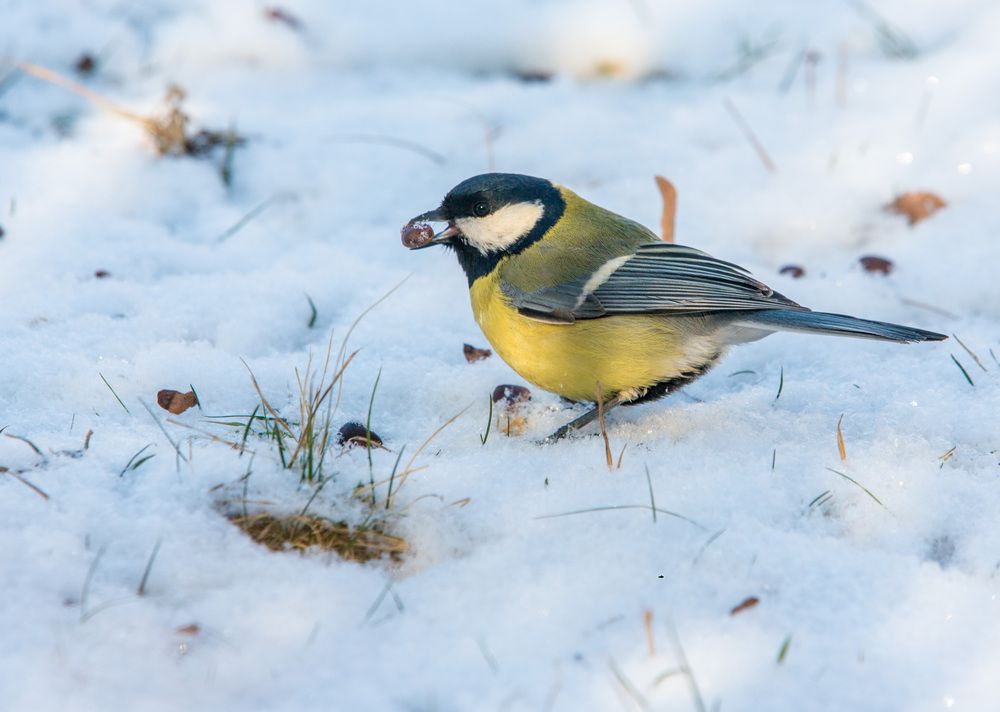 Фотография автора Марина Ватанская