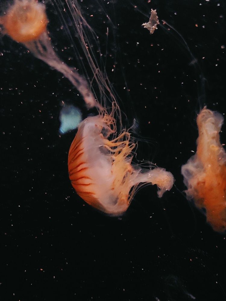 Photograph by Юлия Гусарова