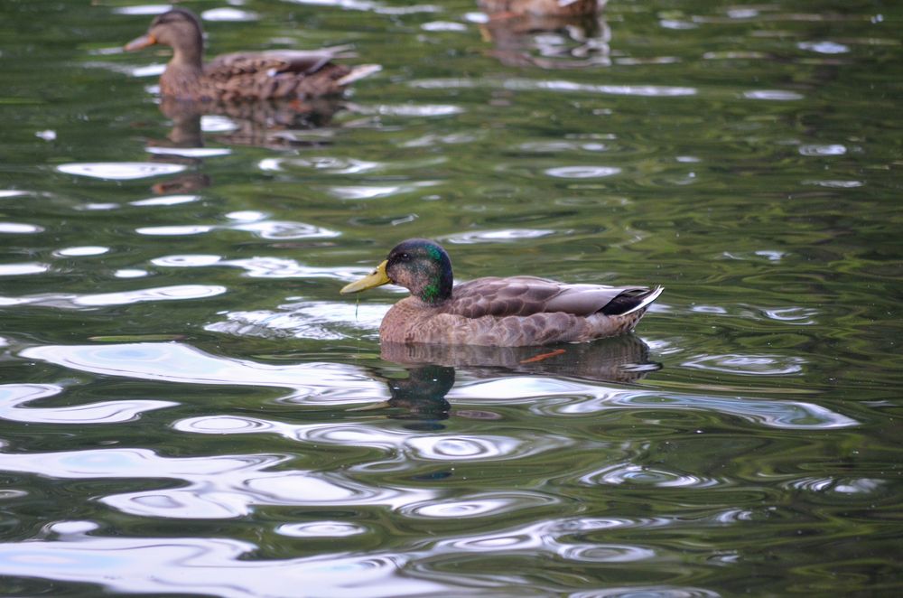 Photograph by Татьяна Герасимцева