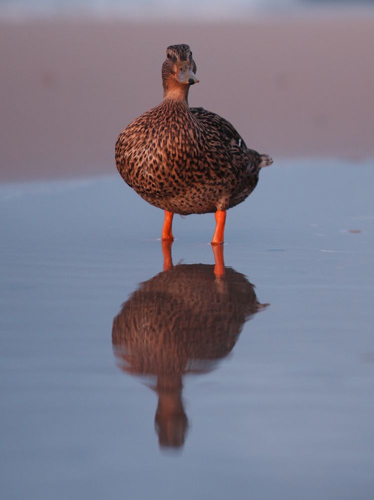 Photograph by Наталья Бурьян