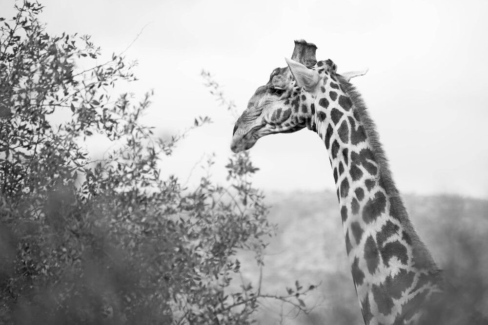 Photograph by Tanja Wolfaardt