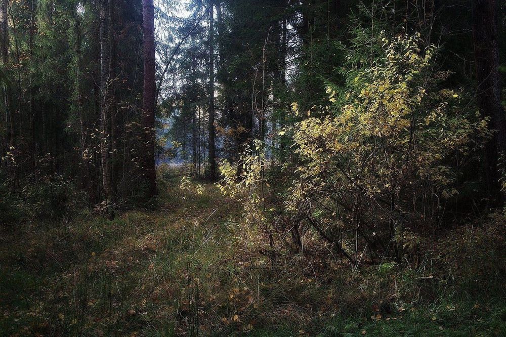 Photograph by Алексеев Сергей