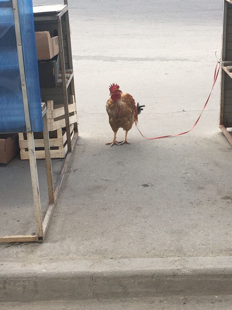 Фотография автора Meline Mikoyan