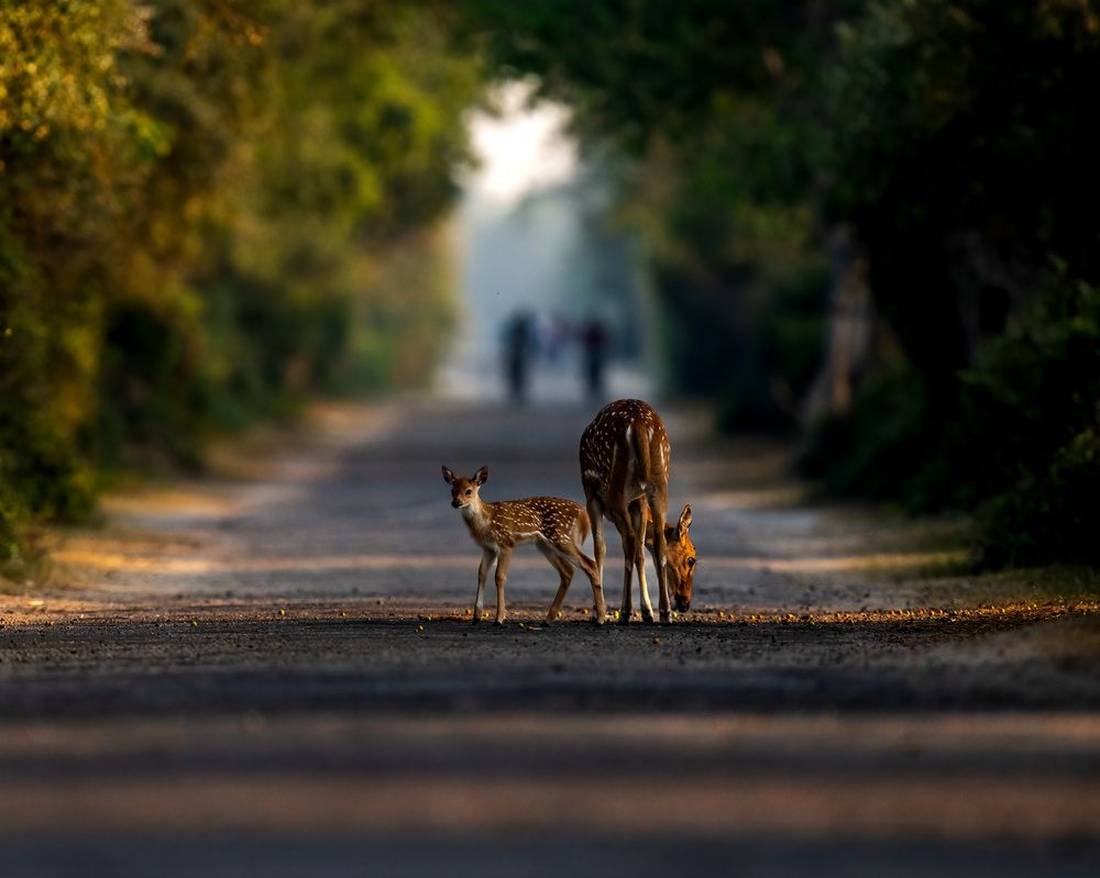 Photograph by tapas acharya