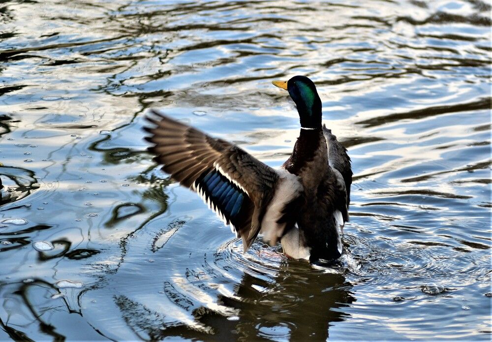 Photograph by Zdeňka Hudcová