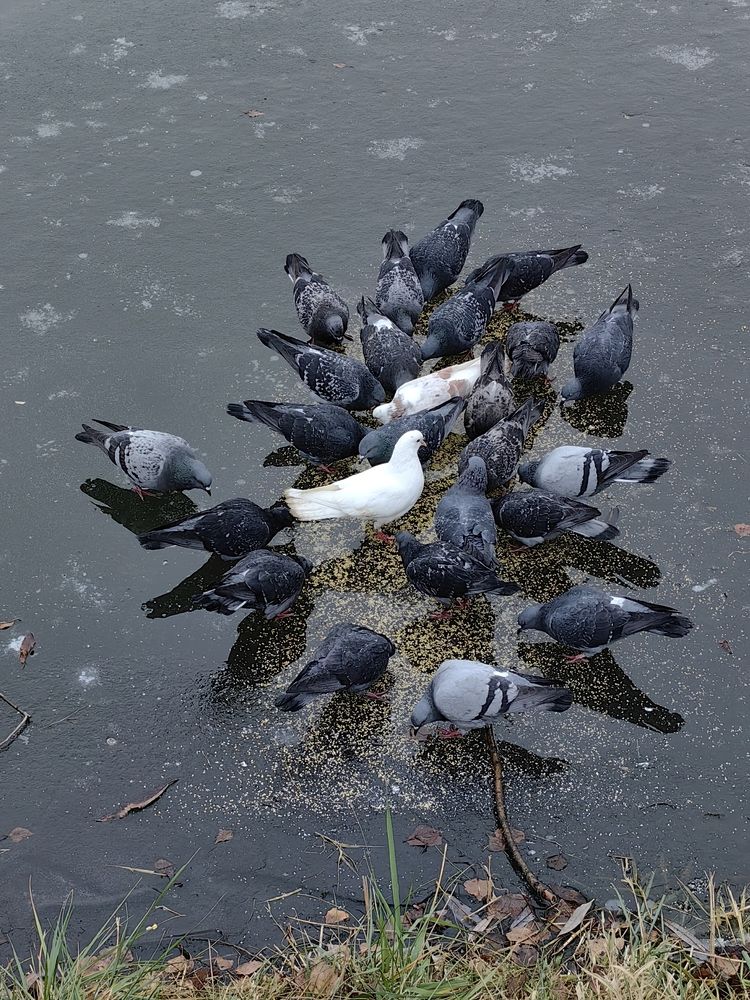 Photograph by Елена Алексеева