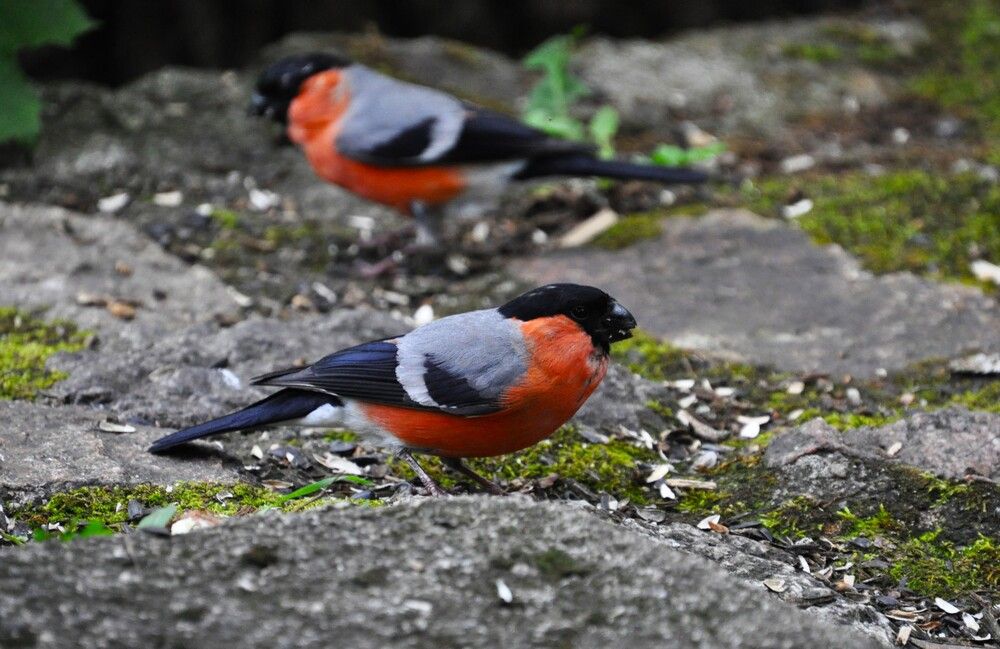 Photograph by Zdeňka Hudcová