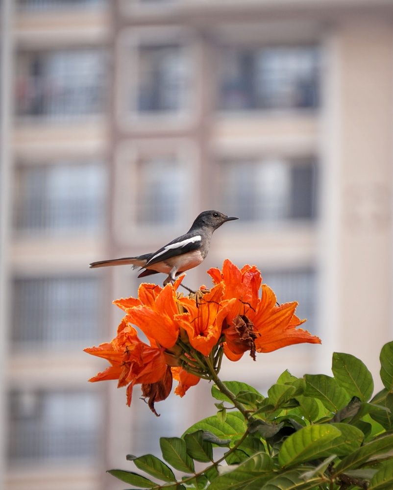 Фотография автора Pavitra Vyas