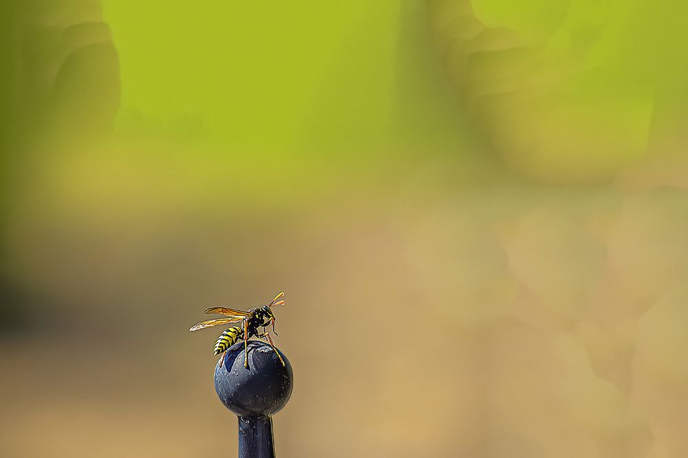 Photograph by Slavko Rošul